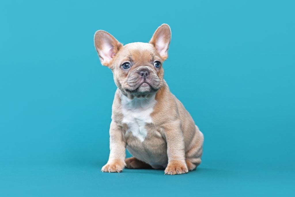 French Bulldog blue eyes