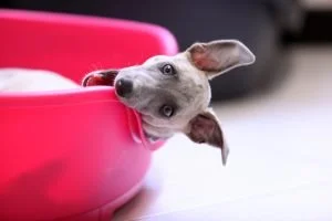 Why is my puppy humping his bed?