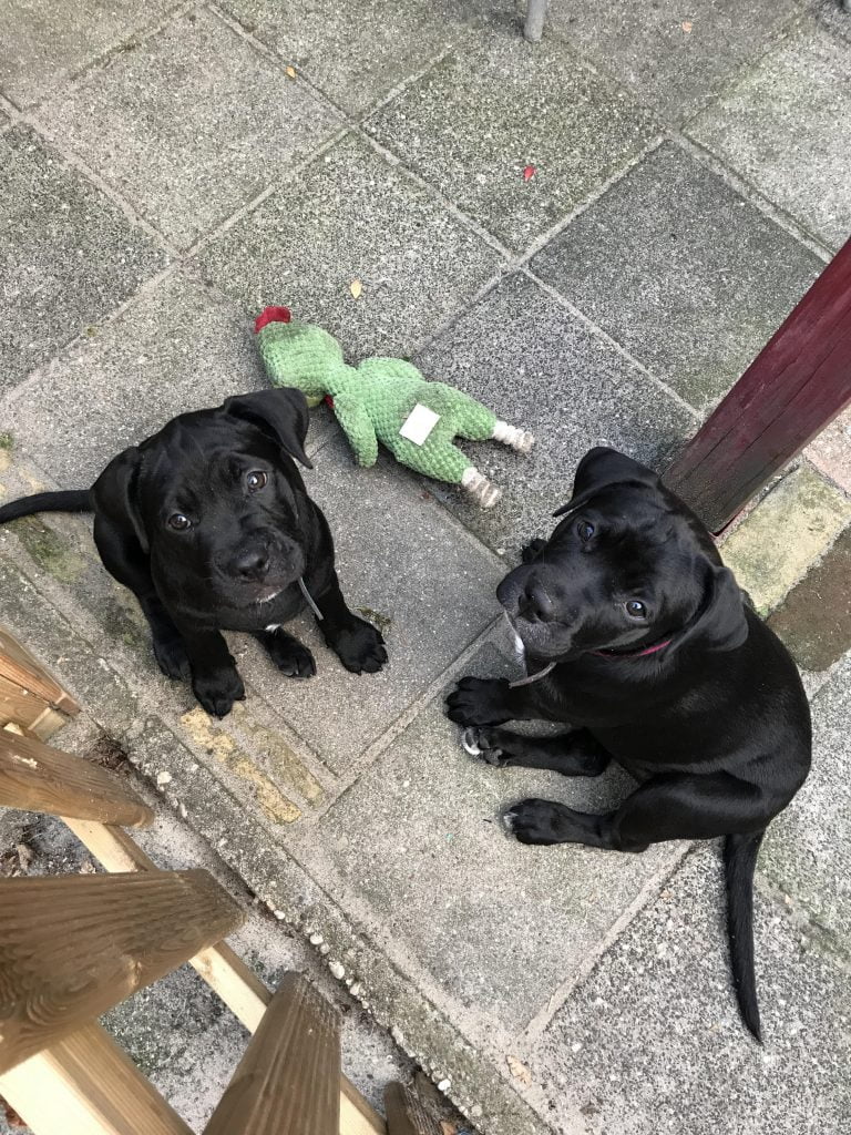 when do labs shed their puppy coat