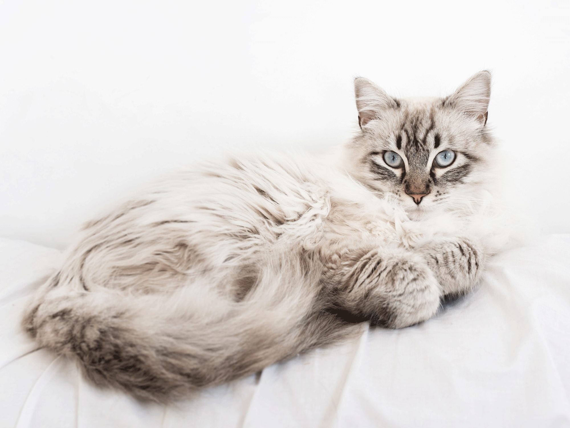 Is It OK to Shave a Maine Coon Cat? The Definitive Guide