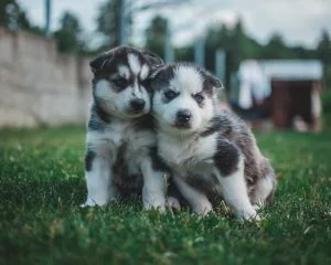 How much is a purebred Husky puppy?