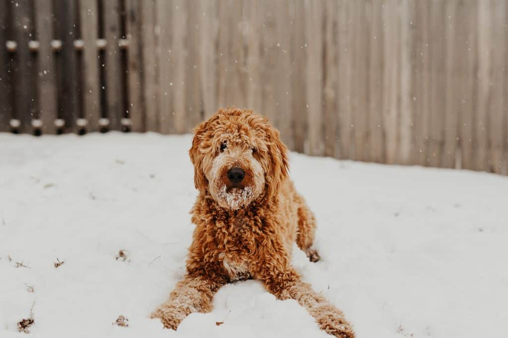 What is f2b goldendoodle