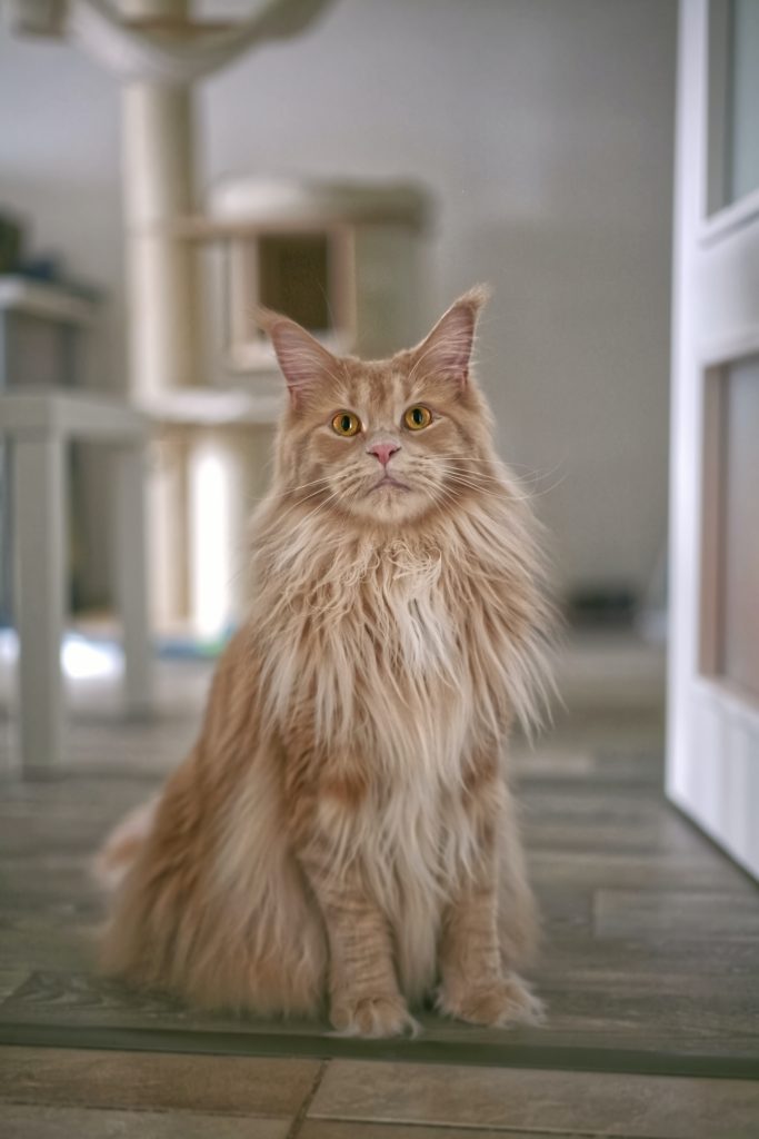 Is It OK to Shave a Maine Coon Cat