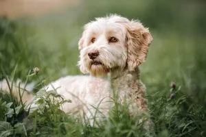 What is an F1B Labradoodle