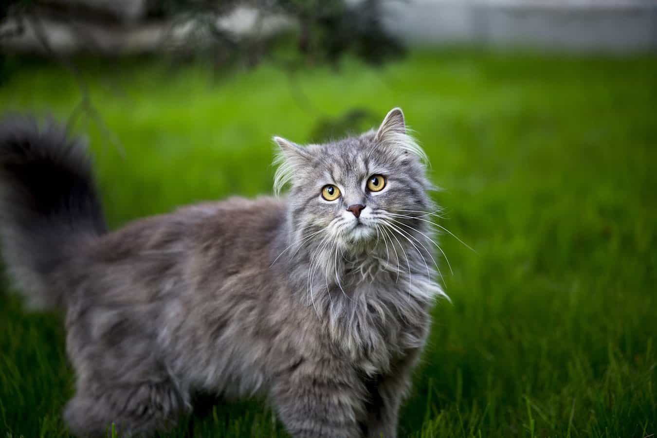 Is It OK to Shave a Maine Coon Cat? The Definitive Guide