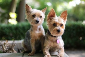 Yorkshire Terrier Puppies