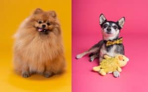 Pomeranian Chihuahua Mix