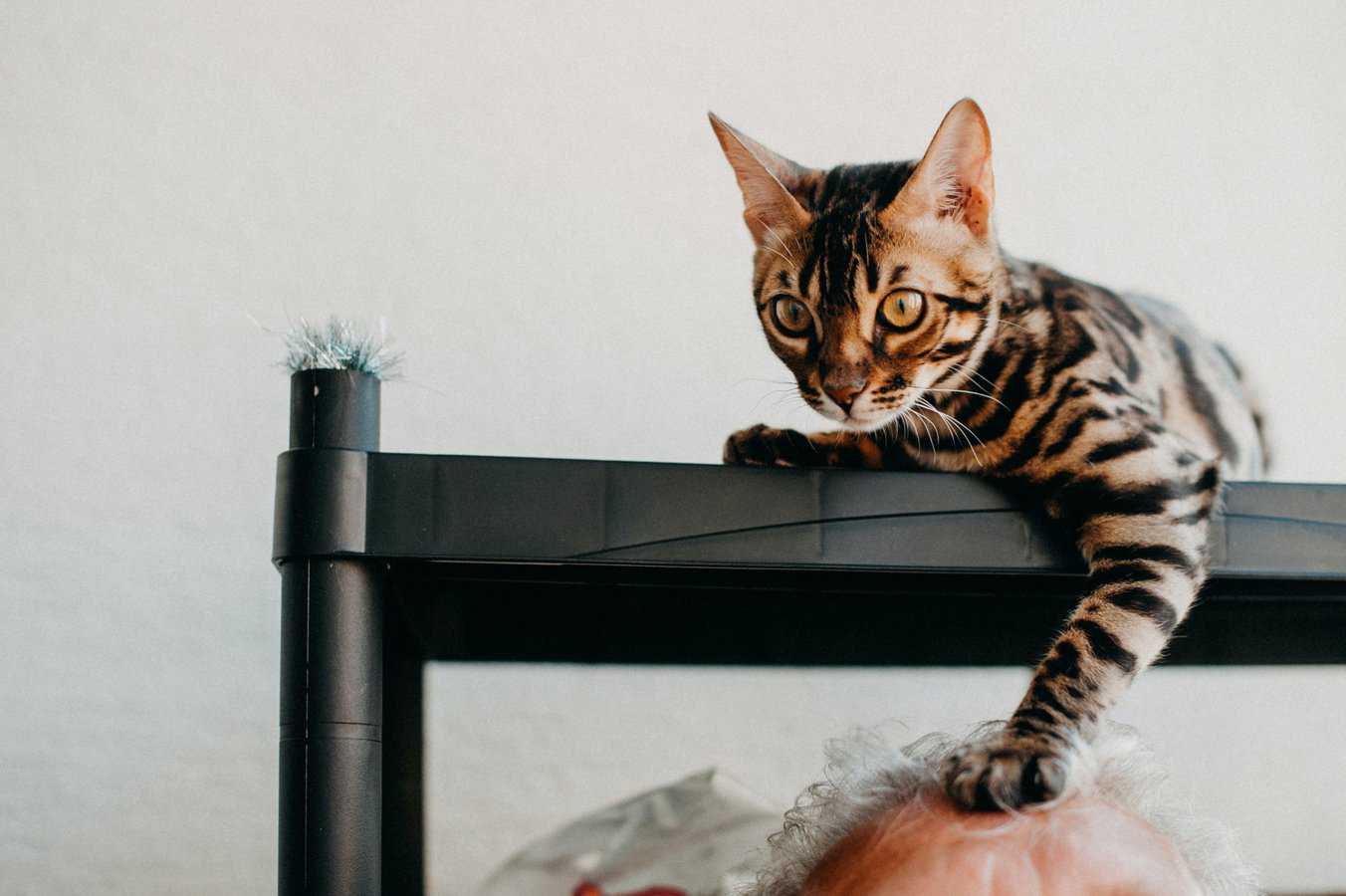 How Much Does a Bengal Cat Cost? The Cost of a Furry Beauty