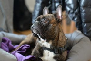 What is a Brindle French Bulldog?