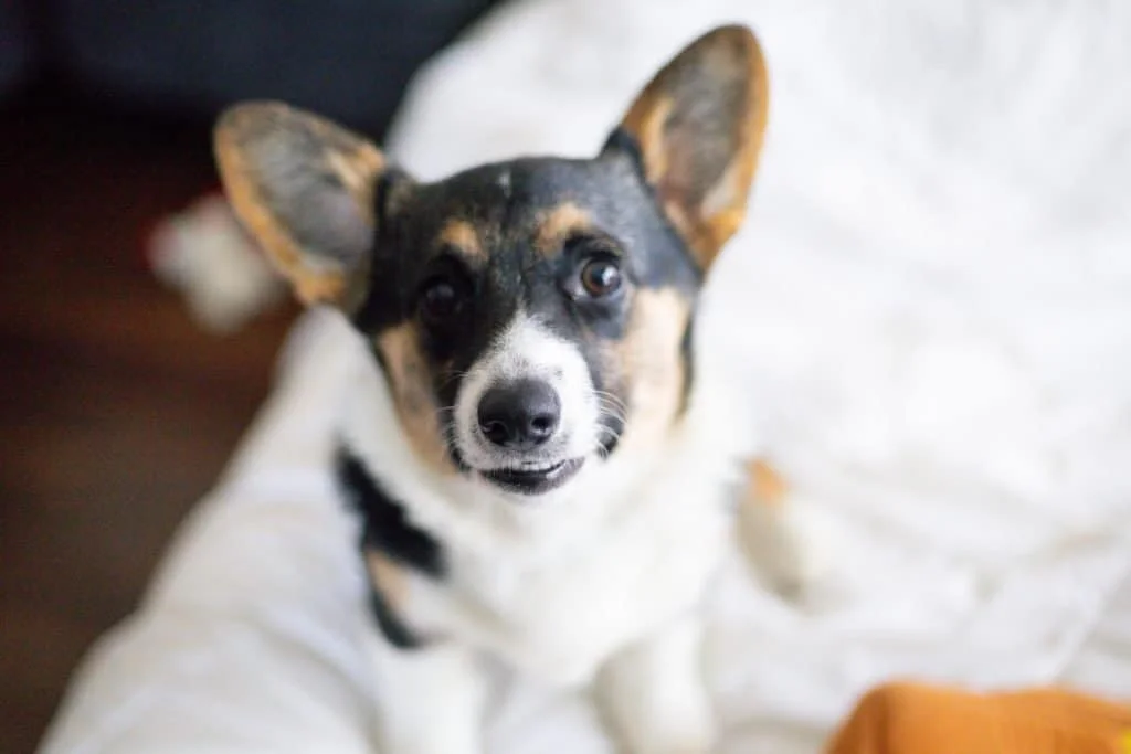 Do Corgi puppies shed?