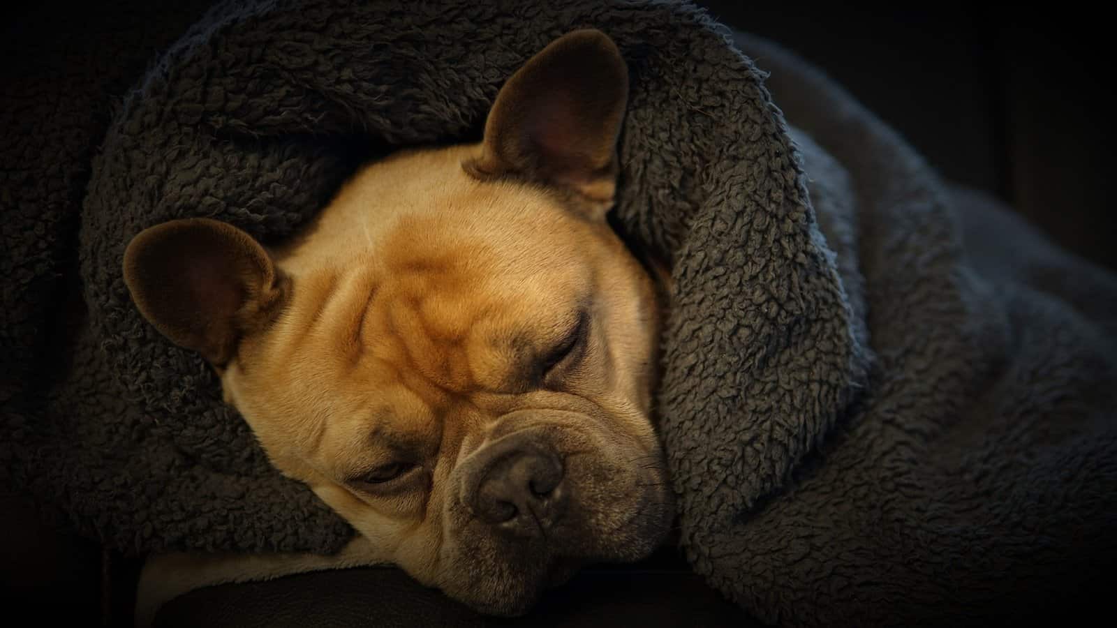 What is IVDD in French Bulldogs? Causes, Symptoms, and Treatment
