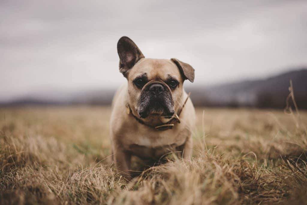 Are French Bulldogs Friendly?