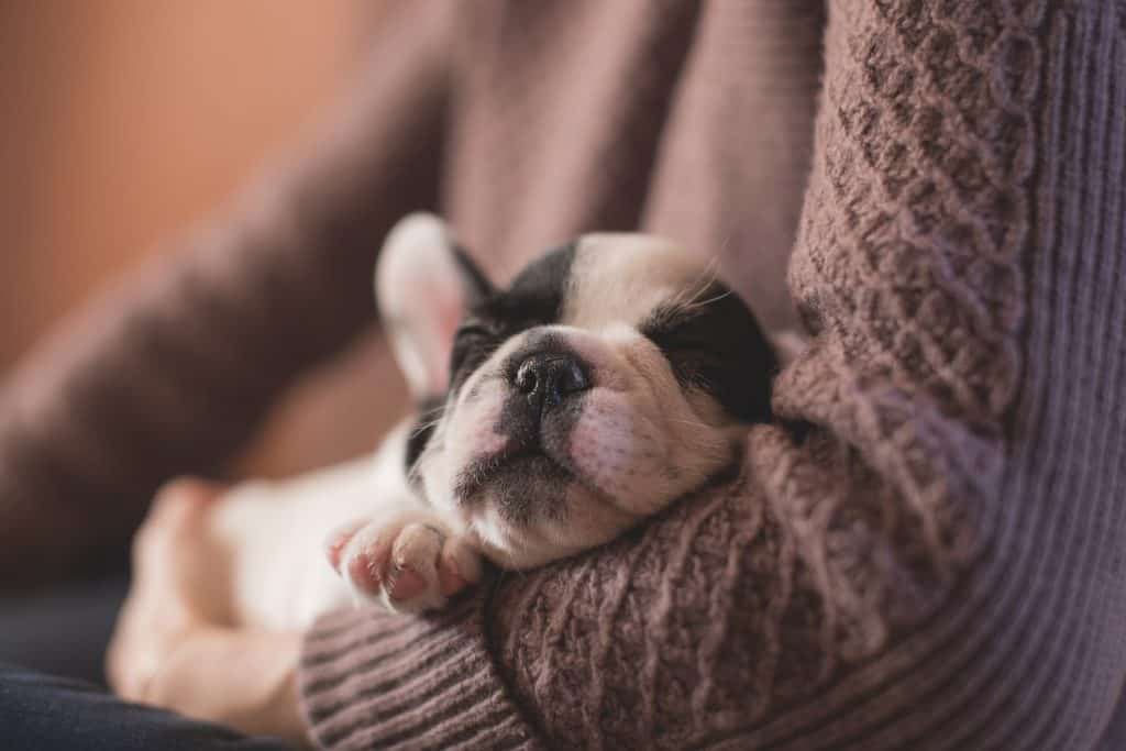 How to Take Care of Newborn French Bulldog Puppies