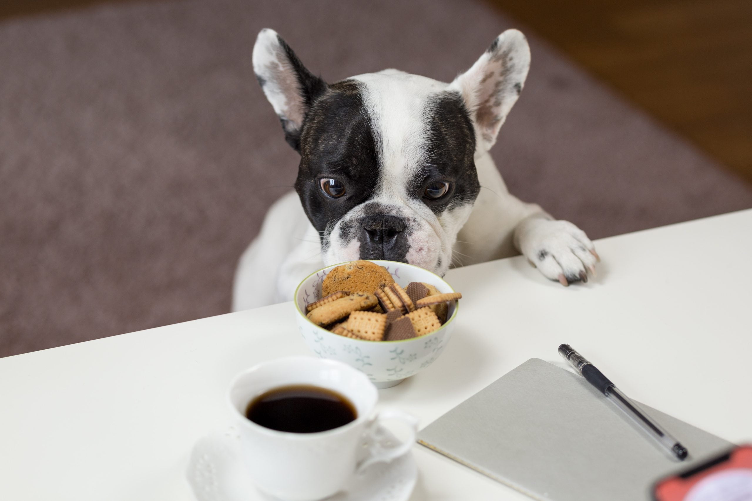 French Bulldog eating and digestive health