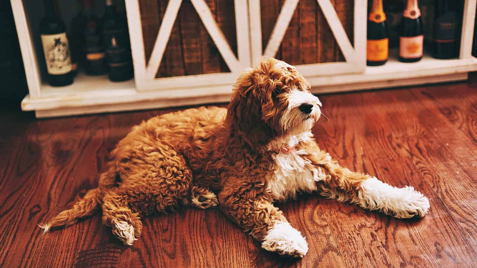 The Big Reveal When Do Goldendoodle Puppies Stop Growing?
