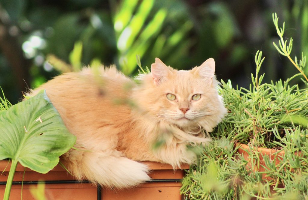 how to tell if your kitten is a maine coon