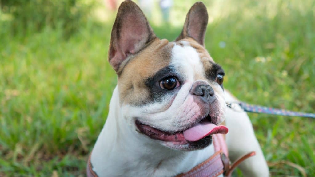 Do Pied French Bulldogs shed a lot?