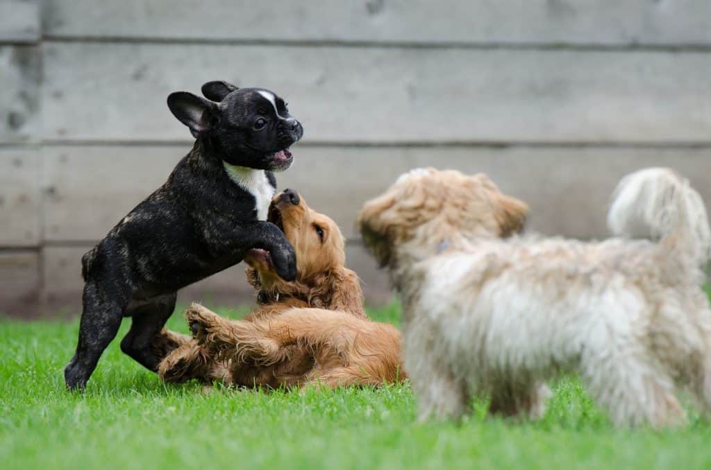 How to Take Care of Newborn French Bulldog Puppies