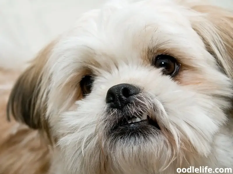 Shih Tzu and Pomeranian Mix