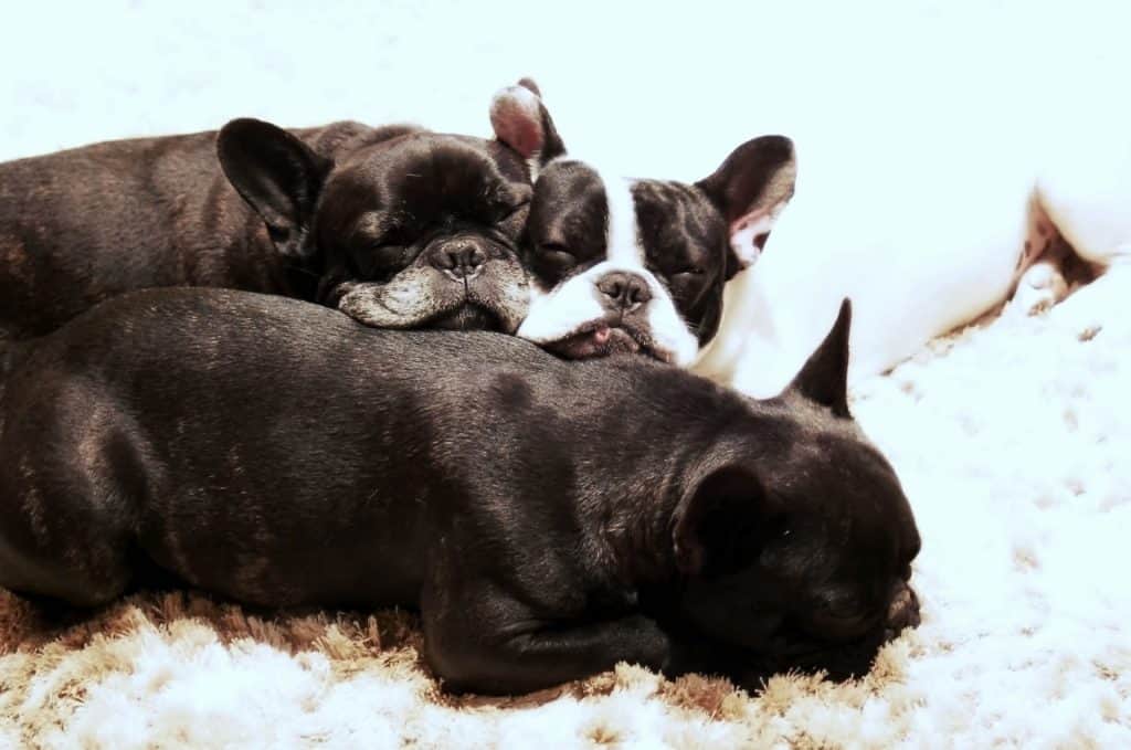 How do I know if my French Bulldog is pregnant?