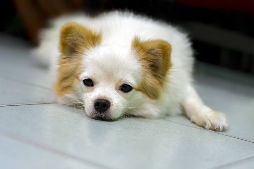 Shih Tzu and Pomeranian Mix