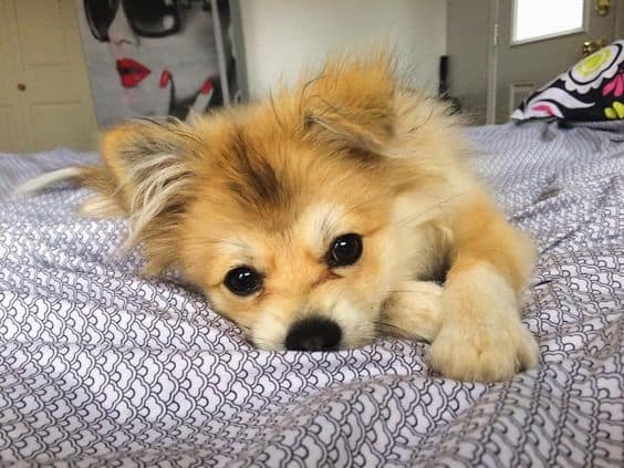 Shih Tzu and Pomeranian Mix