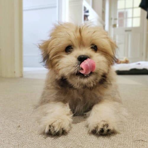 Shih Tzu and Pomeranian Mix