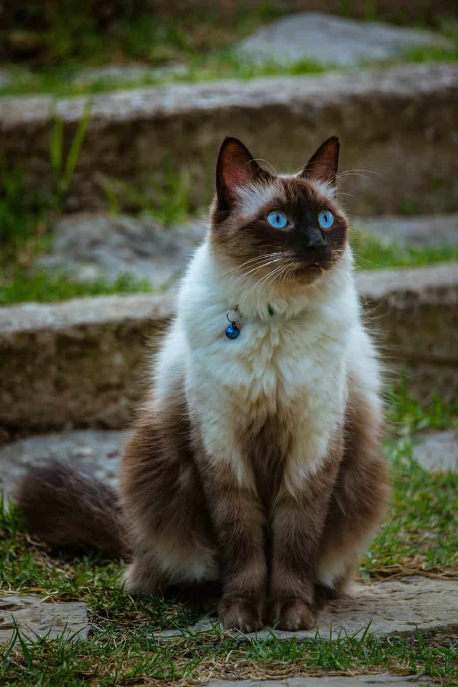 Siamese Cat Prices: Understanding Their Priceless Charm