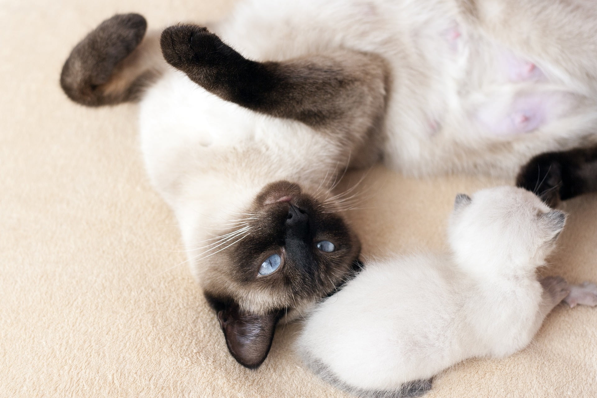 Siamese Cat Prices: Understanding Their Priceless Charm