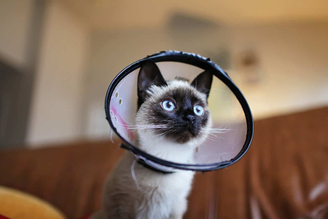 Siamese Cat Prices: Understanding Their Priceless Charm
