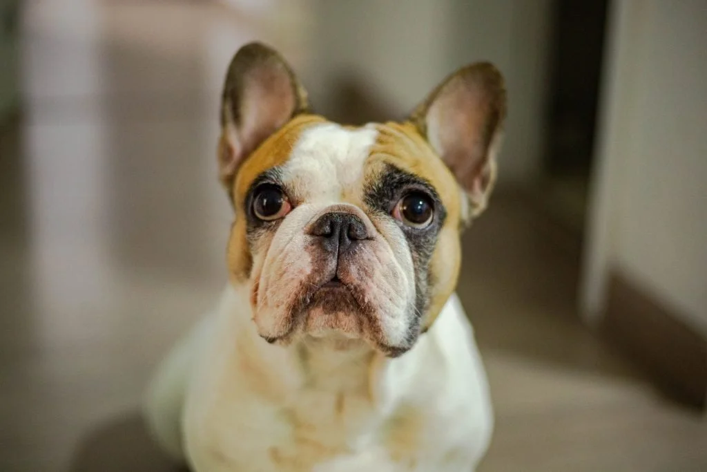 Tri French Bulldog The Ultimate Guide to This Charming Coat