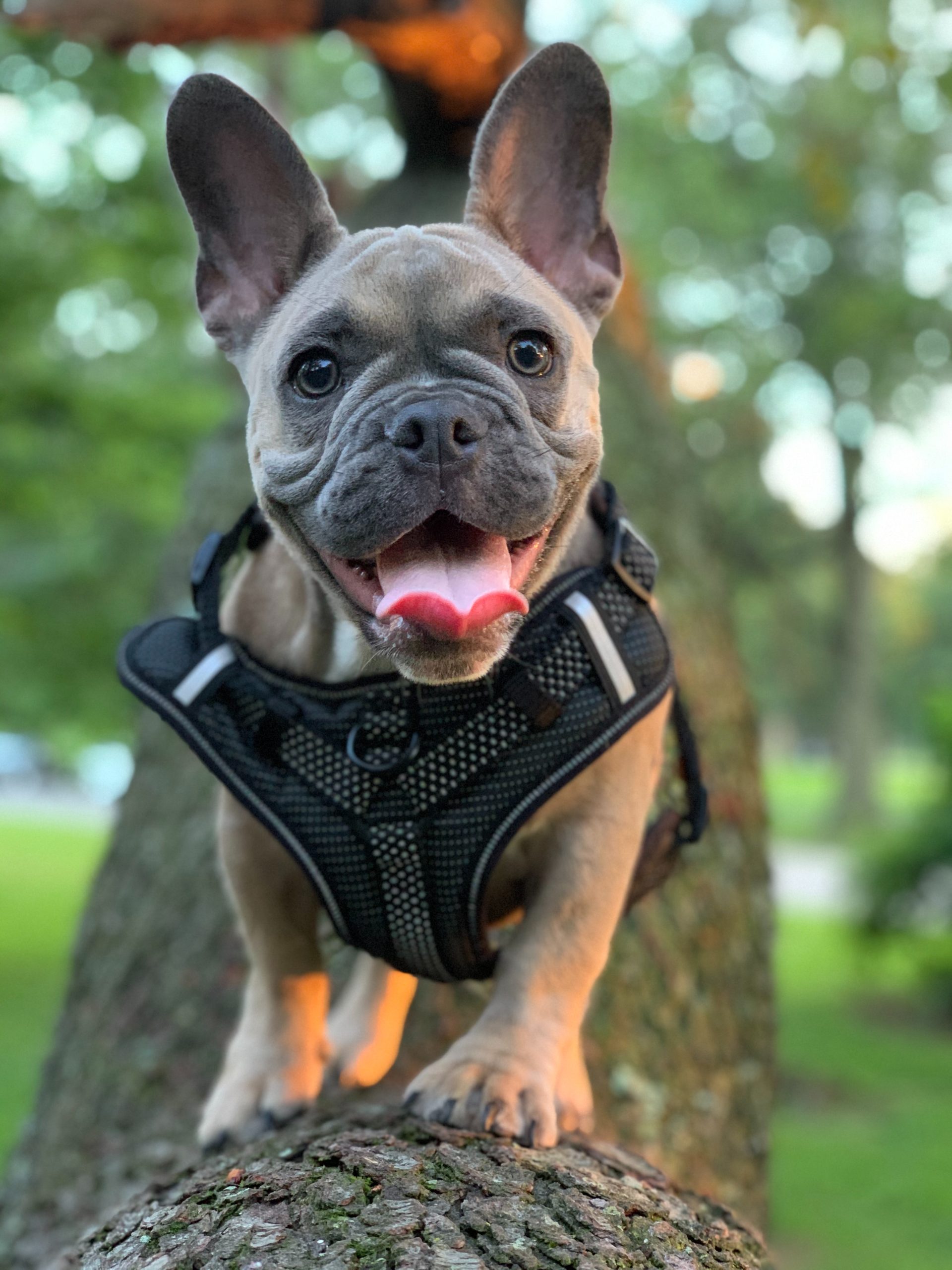 Tri French Bulldog The Ultimate Guide to This Charming Coat