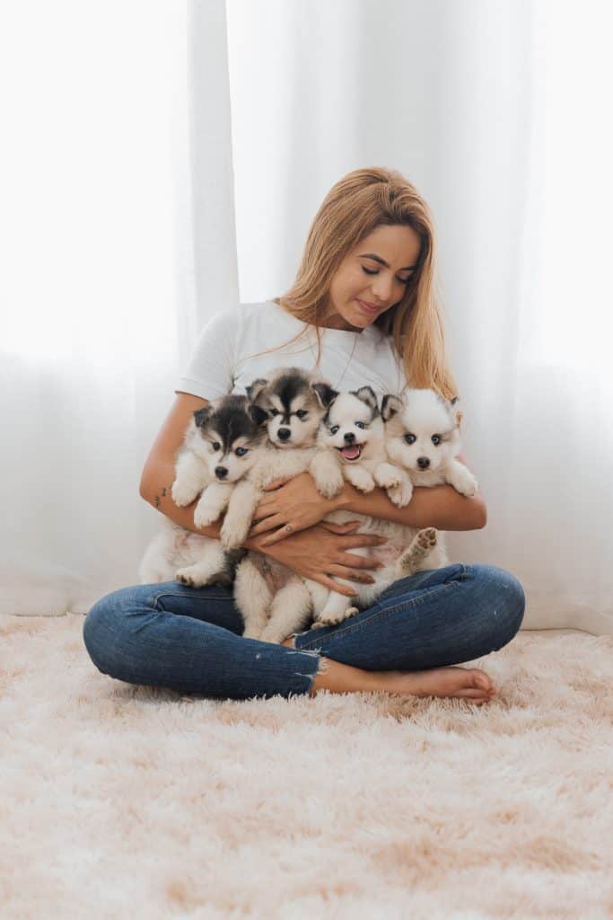 How much do Pomsky puppies cost?