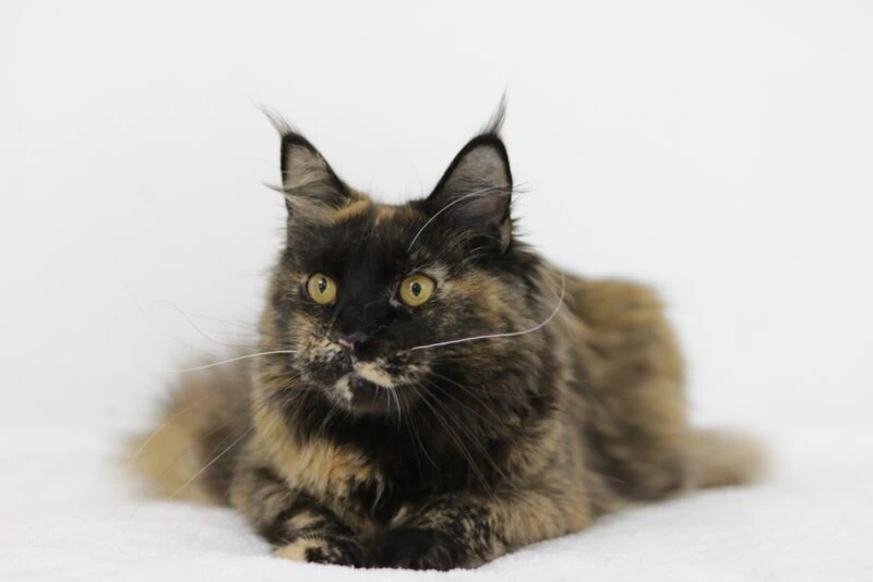 Maine Coon Tortie Mix