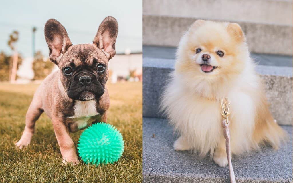 The Adorable Charm of the French Bulldog Pomeranian Mix