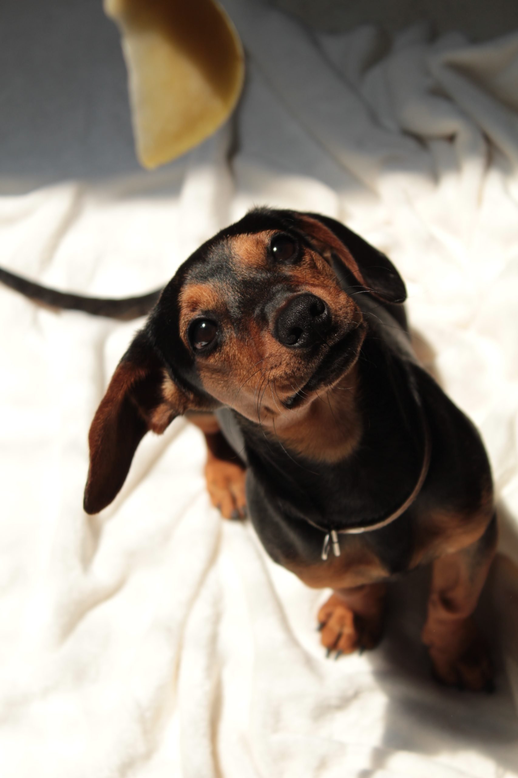 Dachshund lying down, potential signs of back discomfort to watch for