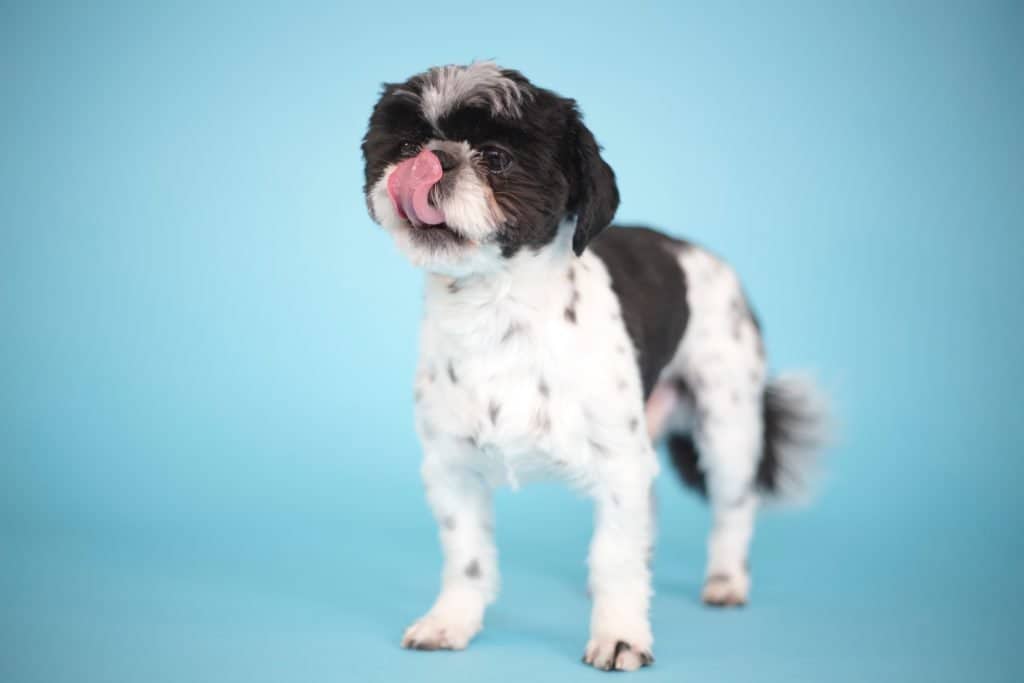 Do Shih Tzu Puppies Shed