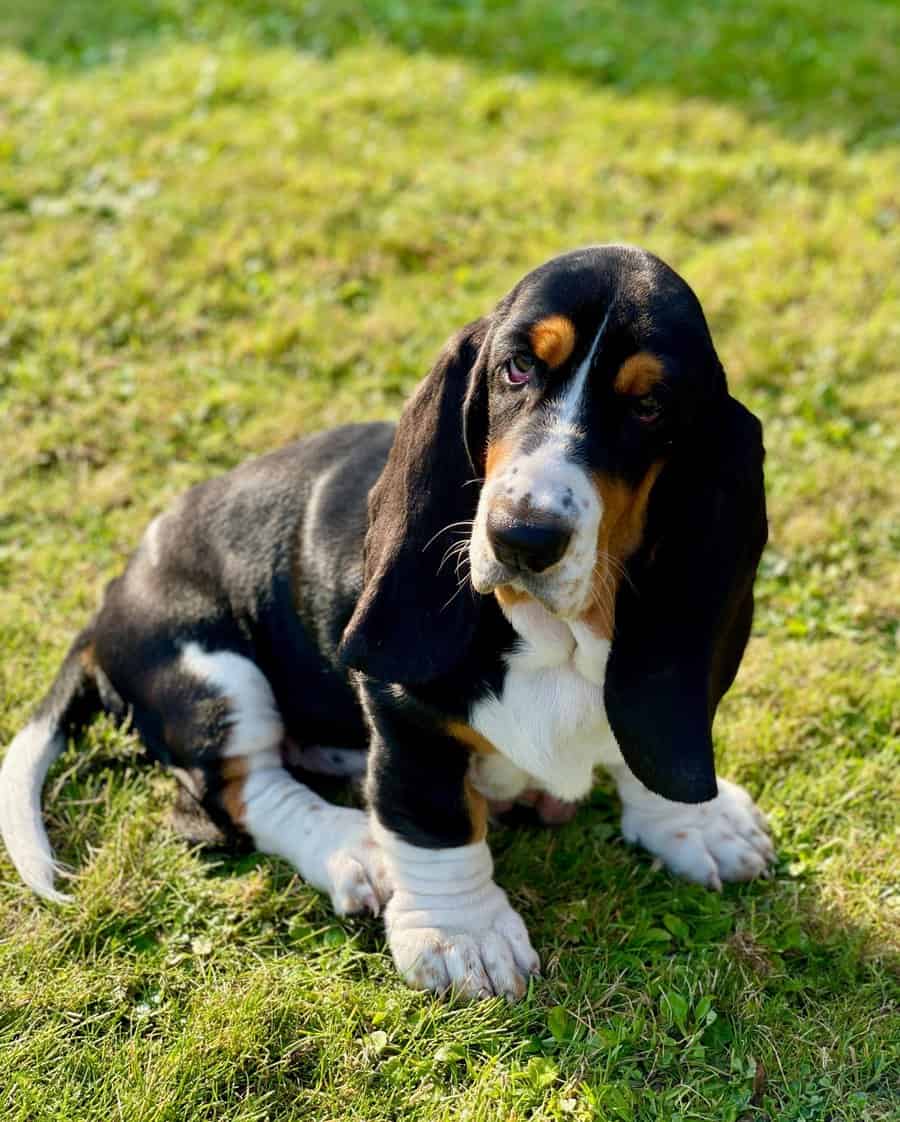 Adesivo Decorativo Cane Basset Hound – 30x30 Cm, Vinile Impermeabile UV, Per Auto, Finestre, Pareti, Regalo Per Amanti Dei Cani