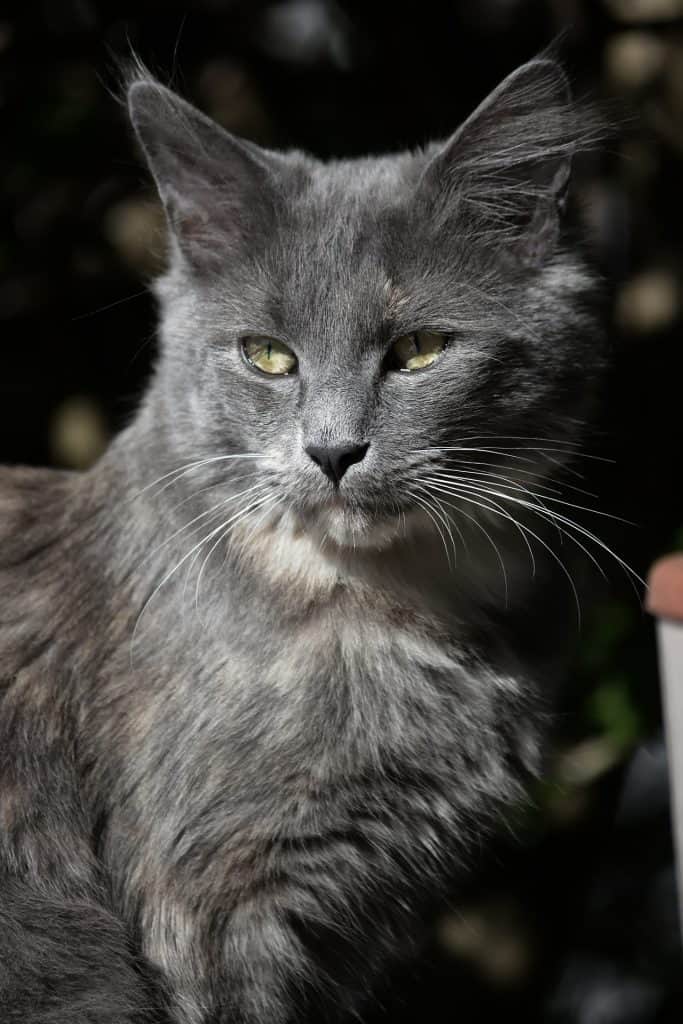 How much is a blue Maine Coon