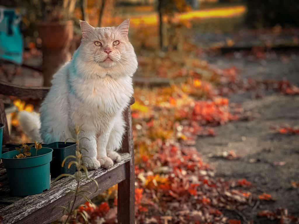 What color are maine coon cats