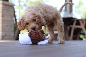 are cavapoo puppies hypoallergenic