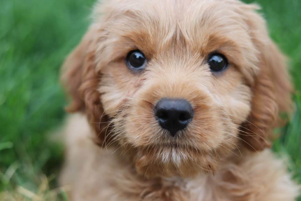 Are Cavapoo Puppies Hypoallergenic?