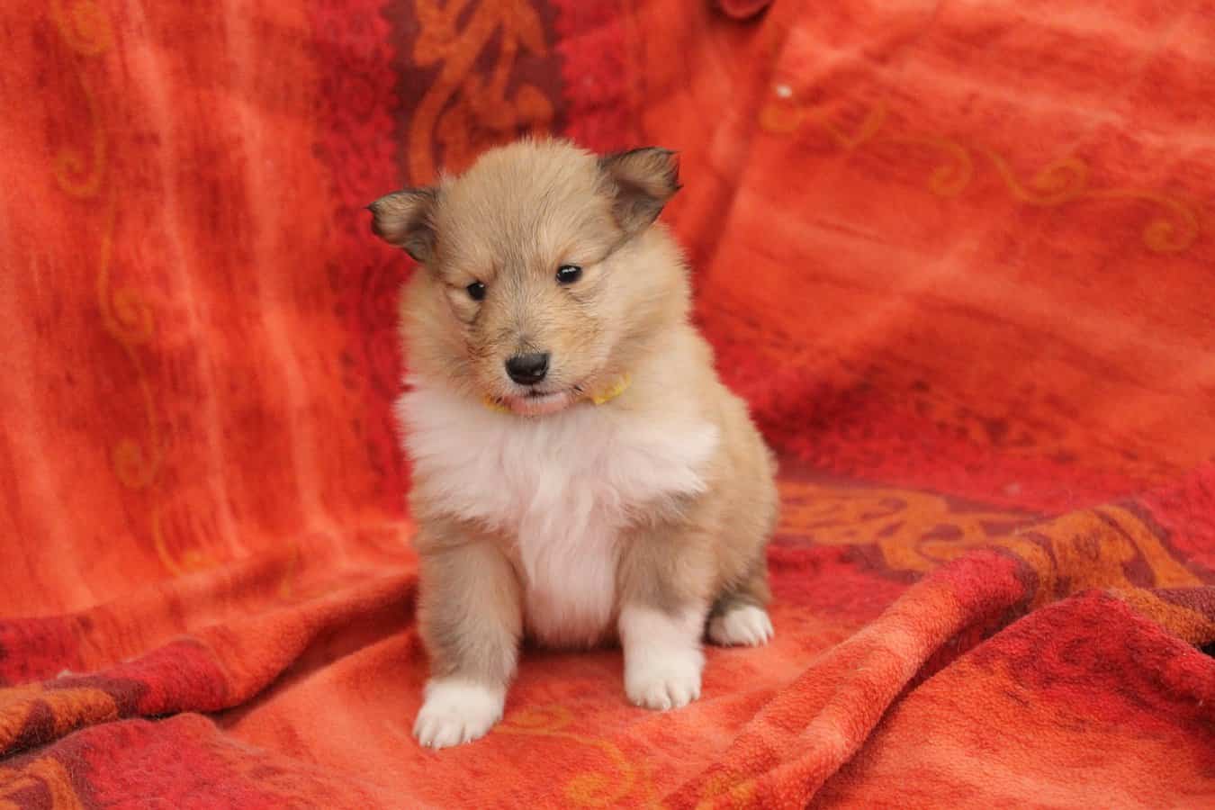 How Much are Collie Puppies? The Price Tag of Furry Friends