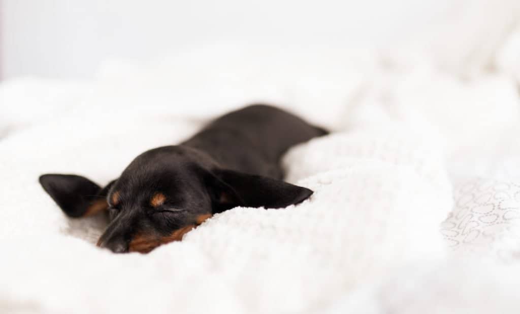 Things to Consider on How Much to Feed a Dachshund Puppy