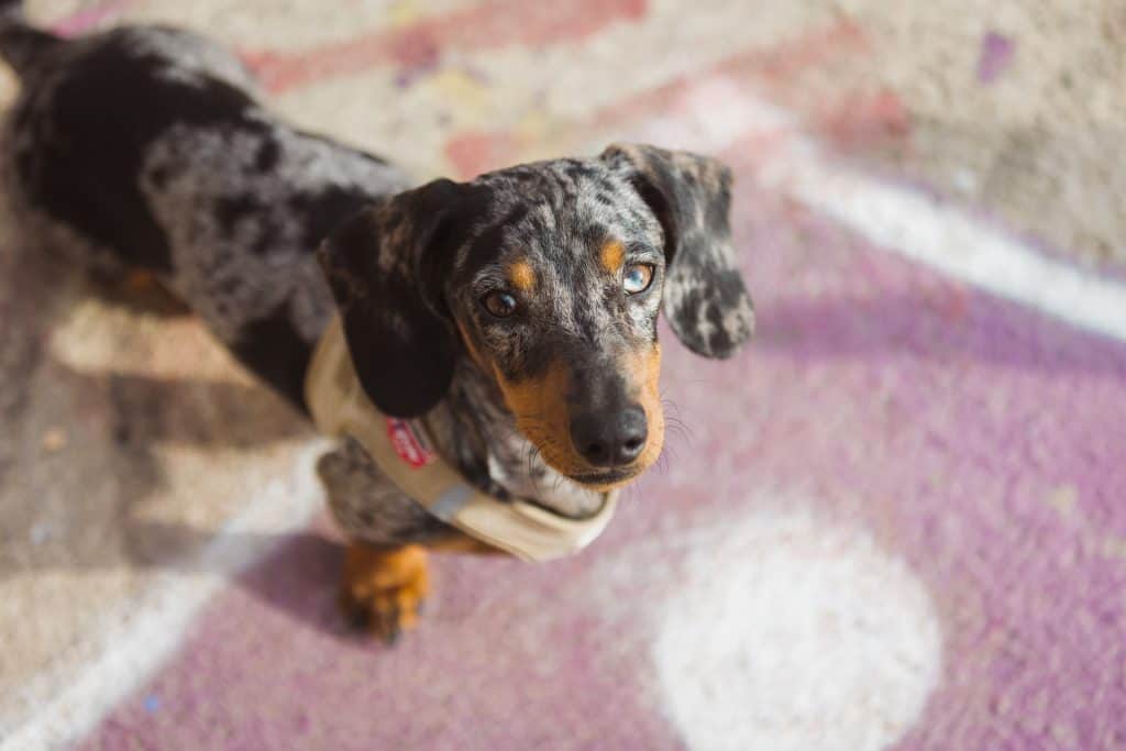 dapple dachshund