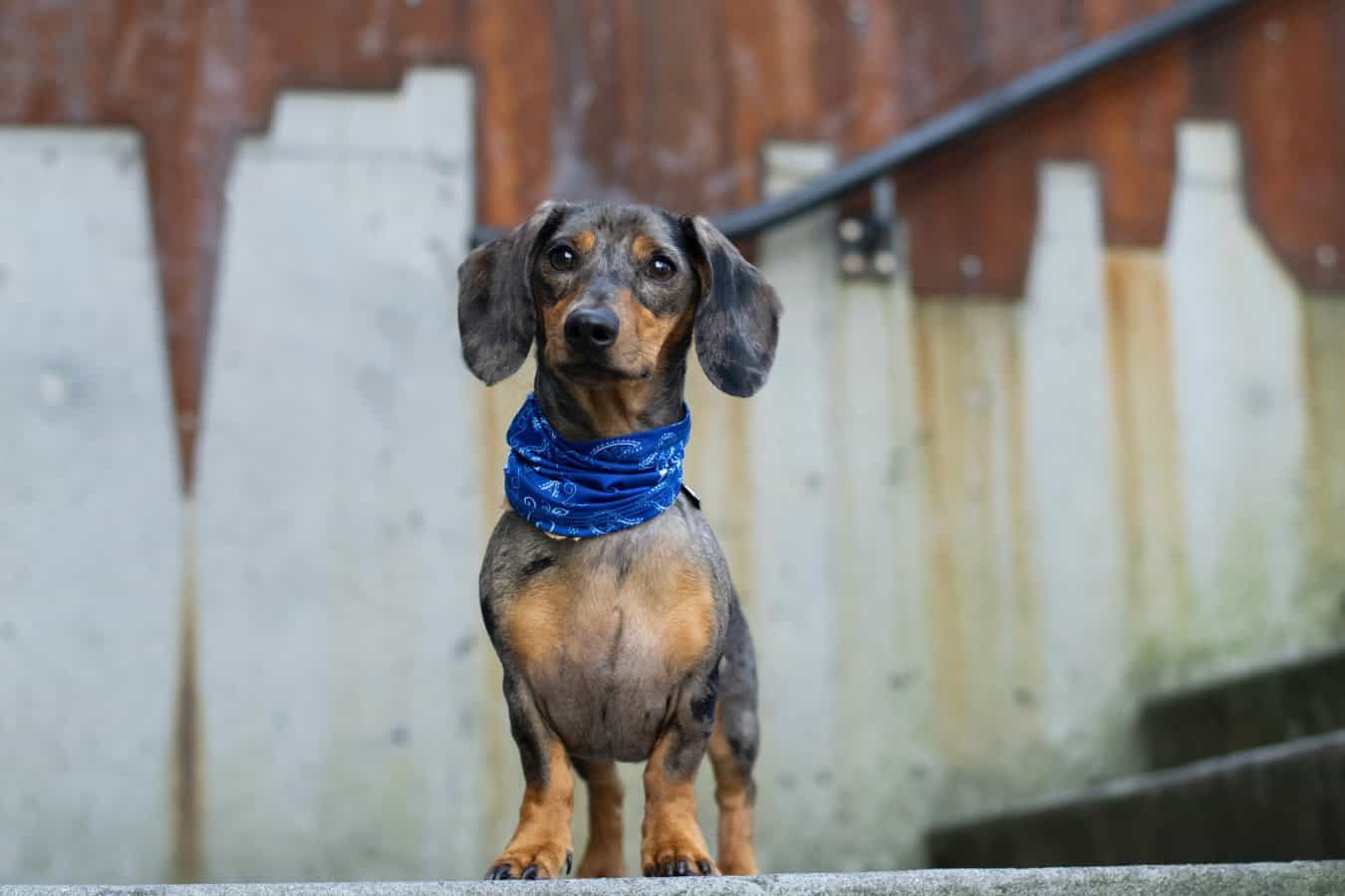 Dachshund resting comfortably, similar to crate rest during IVDD recovery