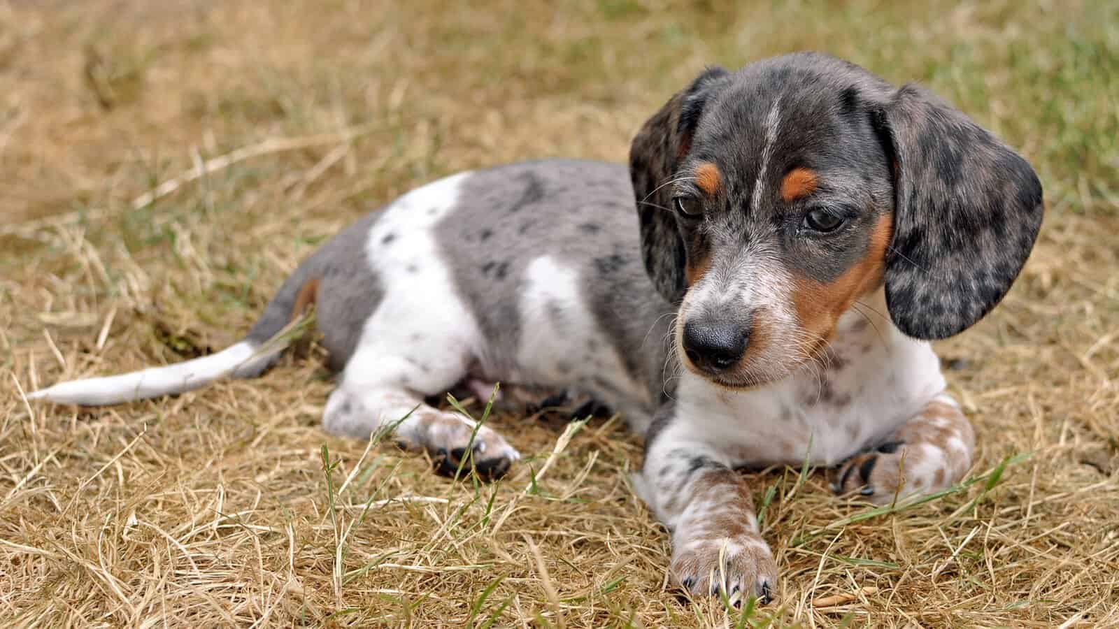 How Much are Dapple Dachshund Puppies? The Price of These Spotted
