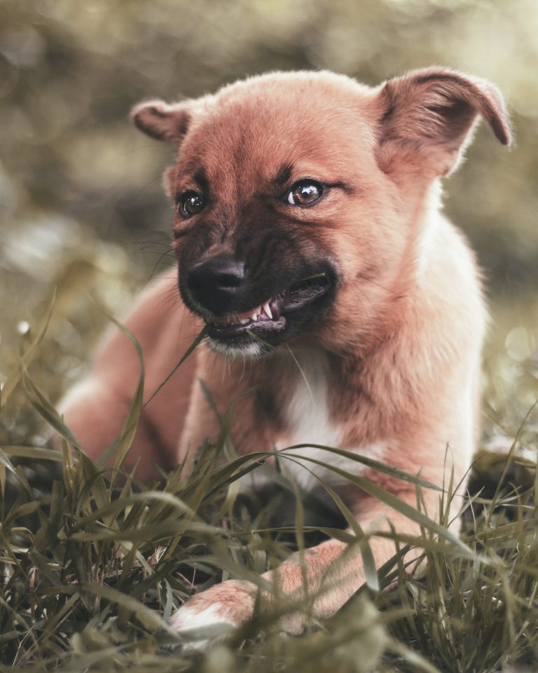 What Age Can Puppies Chew Antlers? The Ultimate Guide for Teething Pups