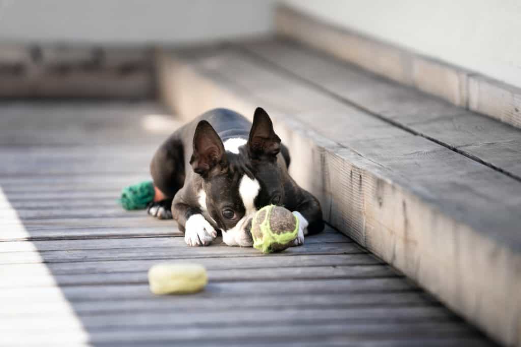 what age can puppies eat human food