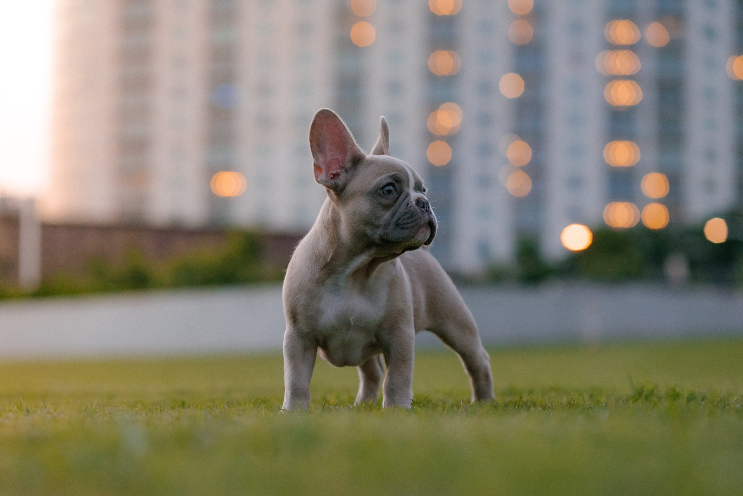 French Bulldog breathing and brachycephalic airway